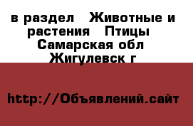  в раздел : Животные и растения » Птицы . Самарская обл.,Жигулевск г.